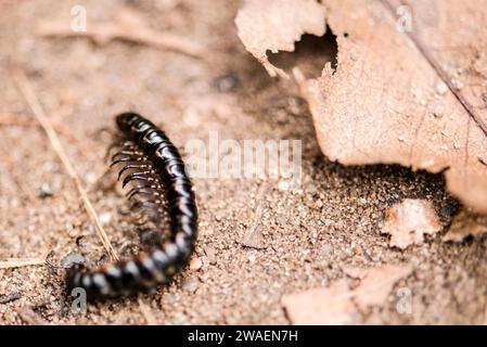 Un primo piano di un piccolo insetto nero che poggia su un pezzo di sporco Foto Stock