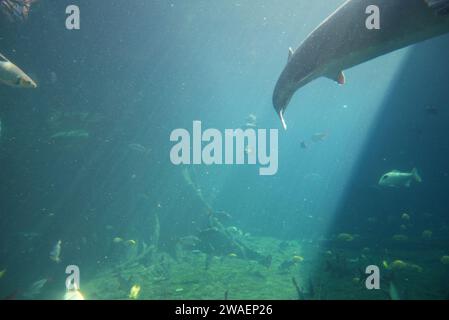 Gli animali marini nuotano nelle acque cristalline dell'oceano Foto Stock