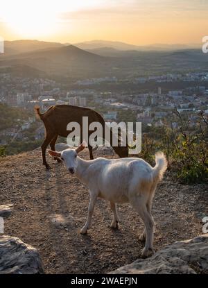 Un branco di capre che pascolano sul fianco di una collina al tramonto a Gabrovo, Bulgaria Foto Stock