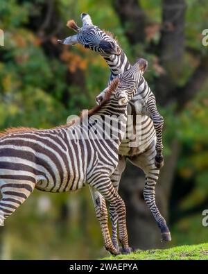 Le due zebre interagiscono in un paesaggio erboso di savana, con alberi sullo sfondo. Foto Stock