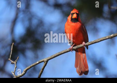 Un vivace cardinale del Nord rosso arroccato su un ramo di legno in un'area boscosa, circondato da alti alberi Foto Stock