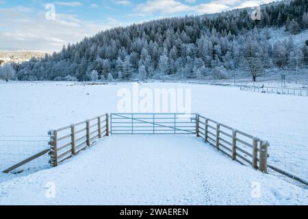 Campo invernale e pini scozzesi sulla neve vicino al fiume Gairn. Gairnshiel, Cairngorms, Highlands, Scozia Foto Stock