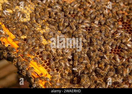 Cornici di un alveare appena preso da alveare con miele dolce. Api affollate sul nido d'ape giallo con celle aperte e sigillate per il miele dolce. Miele di api Foto Stock