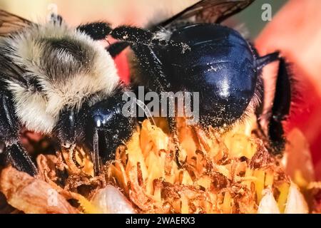 Primo piano estremo di due api comuni dell'est (Bombus impatiens) che interagiscono, nutrono e impollinano un fiore rosso e giallo di Pooh Dahlia. Lunga Foto Stock