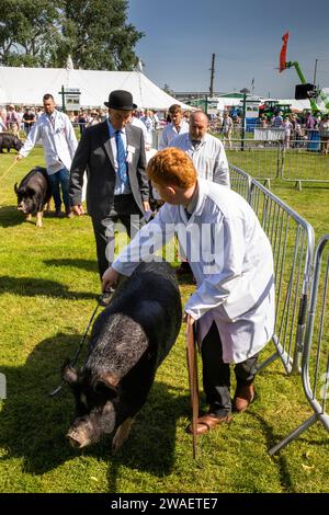 Regno Unito, Inghilterra, Worcestershire, Malvern Wells, Royal 3 Counties Show, a giudicare le scrofe nere del Berkshire Foto Stock