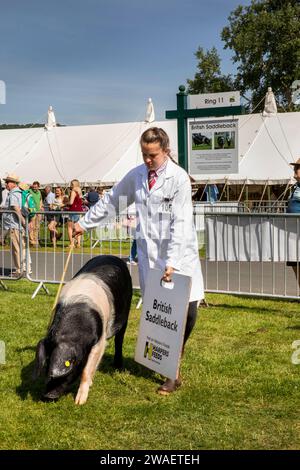 Regno Unito, Inghilterra, Worcestershire, Malvern Wells, Royal 3 Counties Show, British Saddleback Pig in Judging ring Foto Stock