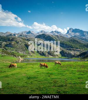 Un pittoresco paesaggio dei laghi di Covadonga nelle Asturie, in Spagna, con mucche che che pascolano in primo piano Foto Stock