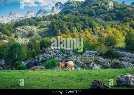 Un tranquillo paesaggio delle Asturie, in Spagna, con un branco di mucche che pascolano tra colline e montagne Foto Stock