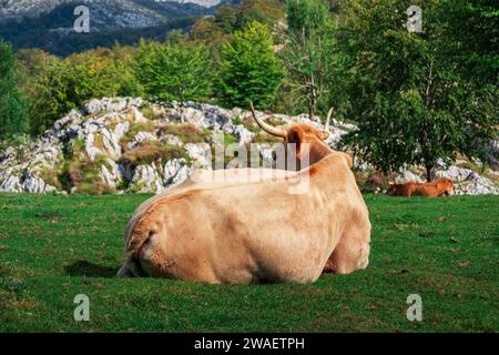 Un grande bovino che riposa in un prato erboso vicino a un gruppo di grandi rocce nelle Asturie, in Spagna Foto Stock