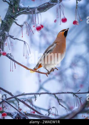 Una cera bohémien arriva in grandi greggi e libera gli alberi da tutte le bacche in Svezia Foto Stock