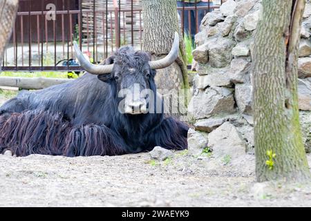 Ritratto di uno yak sdraiato a terra vicino a un albero e blocchi di pietra. Foto Stock