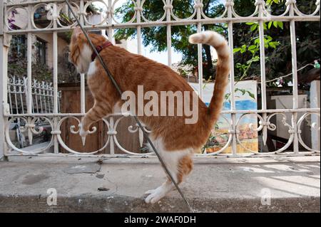 Un gatto a strisce di ginger tigre che indossa un colletto rosso strofina la schiena contro un filo d'argento. Foto Stock