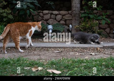 Uno zenzero e un gatto di strada bianco si stagliano su un marciapiede grigio e bianco, portando a uno scontro arrabbiato. Foto Stock