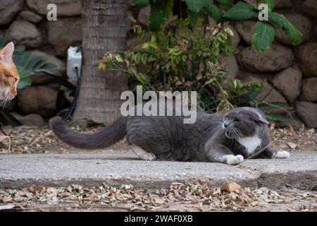 Uno zenzero e un gatto di strada bianco si stagliano su un marciapiede grigio e bianco, portando a uno scontro arrabbiato. Foto Stock