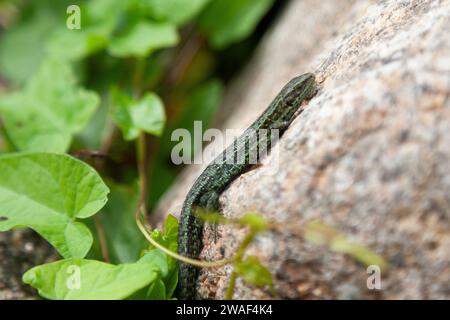 Common Lizard (Zootoca vivipara), Viviparous Lizard, Lizard Basking on a Rock, West Cornwall, Regno Unito Foto Stock