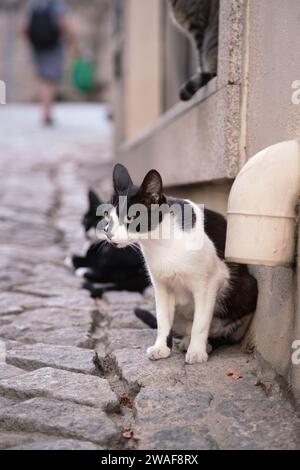 Gatti abbandonati senza una casa o un proprietario che vive per strada. Foto Stock
