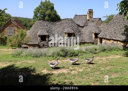 Le famose oche del Périgord tra le Cabanes du Breuil. Queste tipiche cabine Périgord Noir sono annessi agricoli del XIX secolo costruiti in pietra secca Foto Stock