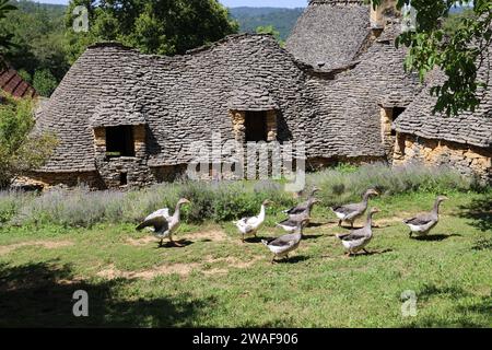 Le famose oche del Périgord tra le Cabanes du Breuil. Queste tipiche cabine Périgord Noir sono annessi agricoli del XIX secolo costruiti in pietra secca Foto Stock