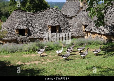 Le famose oche del Périgord tra le Cabanes du Breuil. Queste tipiche cabine Périgord Noir sono annessi agricoli del XIX secolo costruiti in pietra secca Foto Stock