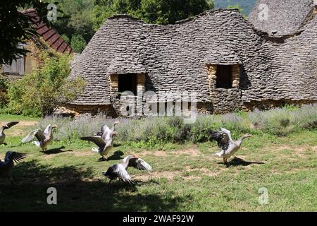 Le famose oche del Périgord tra le Cabanes du Breuil. Queste tipiche cabine Périgord Noir sono annessi agricoli del XIX secolo costruiti in pietra secca Foto Stock