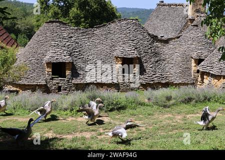 Le famose oche del Périgord tra le Cabanes du Breuil. Queste tipiche cabine Périgord Noir sono annessi agricoli del XIX secolo costruiti in pietra secca Foto Stock