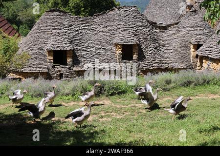 Le famose oche del Périgord tra le Cabanes du Breuil. Queste tipiche cabine Périgord Noir sono annessi agricoli del XIX secolo costruiti in pietra secca Foto Stock