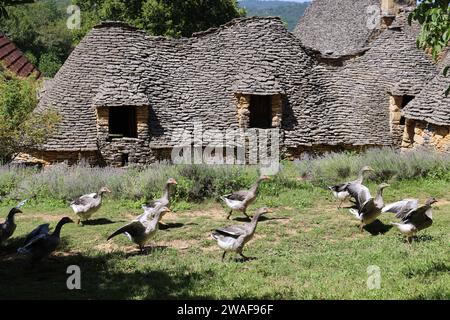 Le famose oche del Périgord tra le Cabanes du Breuil. Queste tipiche cabine Périgord Noir sono annessi agricoli del XIX secolo costruiti in pietra secca Foto Stock