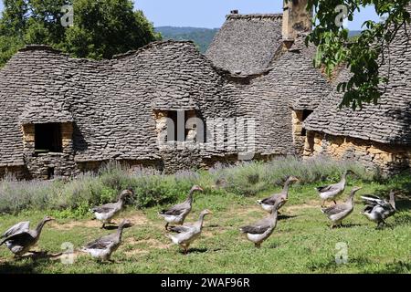 Le famose oche del Périgord tra le Cabanes du Breuil. Queste tipiche cabine Périgord Noir sono annessi agricoli del XIX secolo costruiti in pietra secca Foto Stock
