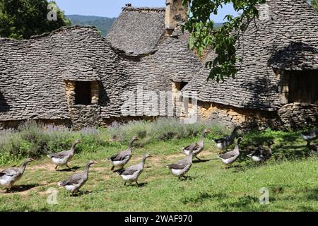 Le famose oche del Périgord tra le Cabanes du Breuil. Queste tipiche cabine Périgord Noir sono annessi agricoli del XIX secolo costruiti in pietra secca Foto Stock