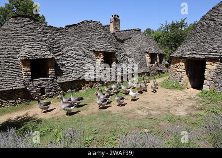 Le famose oche del Périgord tra le Cabanes du Breuil. Queste tipiche cabine Périgord Noir sono annessi agricoli del XIX secolo costruiti in pietra secca Foto Stock