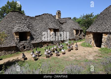 Le famose oche del Périgord tra le Cabanes du Breuil. Queste tipiche cabine Périgord Noir sono annessi agricoli del XIX secolo costruiti in pietra secca Foto Stock
