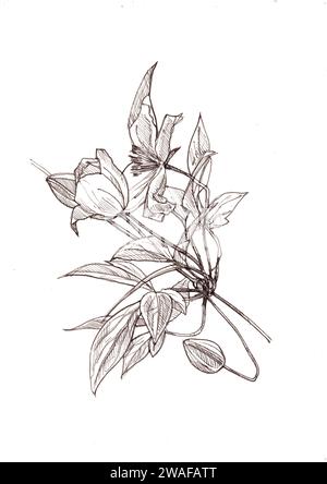 Illustrazione a linee bianche e nere di fiori di clematis su sfondo bianco. Foto Stock