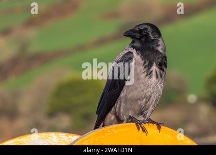 Crow Corvus cornix con cappuccio appollaiato su ringhiera Foto Stock