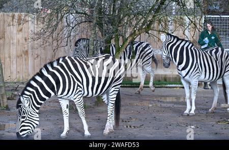 La zebra di Chapman è una sottospecie media del gruppo zebra. Con alcuni dei cappotti dai motivi più famosi al mondo, nessuna delle due zebre ha mai lo stesso motivo a strisce e le zebre Chapman presentano sottili strisce marroni tra le loro strisce nere. Le zebre possono aver sviluppato strisce per il riconoscimento sociale o per confondere e abbagliare predatori come i leoni. Foto Stock