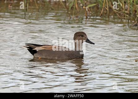 Gadwall (Mareca strepera) maschio che si trasforma in piumaggio adulto, nuotando nella laguna di Norfolk, Regno Unito. Ottobre Foto Stock