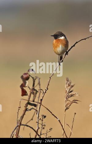 Common Stonechat (Saxicola torquatus Hibernans) maschio adulto arroccato sulla bramble morta Eccles-on-Sea, Norfolk, Regno Unito. Febbraio Foto Stock