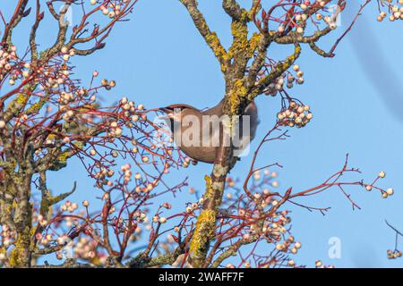 Uccello di Waxwing (Bombycilla garrulus) che si nutre di bacche bianche di rowan nel gennaio 2024, un anno di rottura importante per il migrante invernale, Inghilterra, Regno Unito Foto Stock