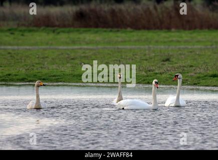 Whooper Swans (Cygnus cygnus) e Mute Swans (Cygnus olor) adulti in alluvione in campo Eccles-on-Sea, Norfolk, Regno Unito. Dicembre Foto Stock