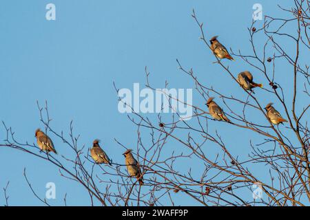 Waxwings (Bombycilla garrulus), molti degli uccelli colorati durante il gennaio 2024, un anno di rottura importante per il migrante invernale, Inghilterra, Regno Unito Foto Stock