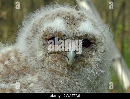 Tawny Owl (Strix alcudo sylvatica) primo piano del capo della pulcino Eccles-on-Sea, Norfolk, Regno Unito. Maggio Foto Stock