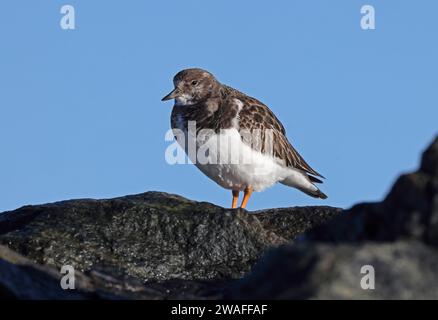 Ruddy Turnstone (Arenaria interpres) uccello da piumaggio invernale in piedi sulle difese rocciose del mare Eccles-on-Sea, Norfolk, UK. Gennaio Foto Stock