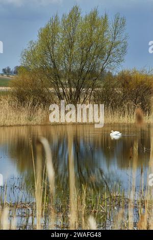 Cigni avvistati in un ambiente naturale selvaggio in autunno, con canne d'erba che spuntano dall'acqua, dal lago. Foto Stock