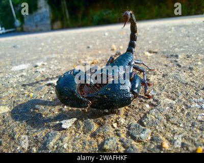 Uno scorpione nero è appollaiato su una superficie di cemento, pronto a colpire con la sua coda mortale Foto Stock