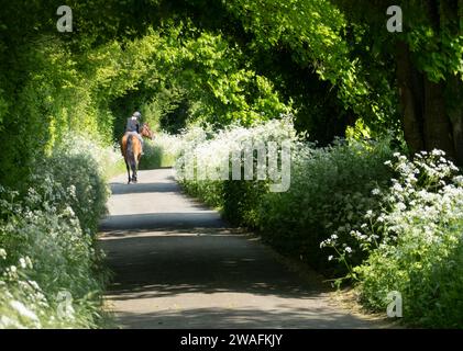 Cavallo e cavaliere lungo la verdeggiante strada di campagna in primavera, sole pomeridiano, Leckhamstead, vicino a Newbury, Berkshire, Inghilterra, Regno Unito, Europa Foto Stock