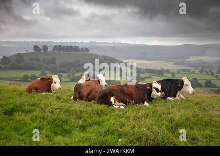 Mucche che che si stendono in un giorno piovoso lungo Cam Long Down con Downham Hill e terreni agricoli in lontananza sotto il cielo grigio pesante, Dursley, Cotswolds, Gloucestershire Foto Stock