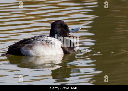 Un bellissimo Lesser Scaup (maschio) con qualcosa da dire in una grigia mattinata d'inverno. È colloquialmente conosciuto come Little Bluebill o Broadbill. Foto Stock