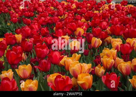 Una massa di tulipani rossi e gialli Foto Stock