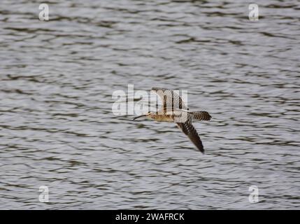 Whimbrel Numenius phaeopus, in volo a bassa quota sull'estuario durante l'alta marea. Foto Stock