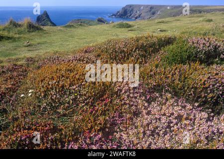 Cornish Heath - Erica vagans Foto Stock