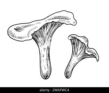 Funghi Chanterelle. Set di illustrazioni vettoriali disegnate a mano con il fungo forestale in stile line art. Disegno di una pianta autunnale in bianco e nero per la progettazione di etichette alimentari o menu. Schizzo inciso. Illustrazione Vettoriale